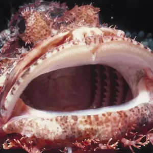 Bearded Scorpionfish Print by Jeff Rotman Underwater Photography Bearded Scorpionfish Print by Jeff Rotman Underwater Photography