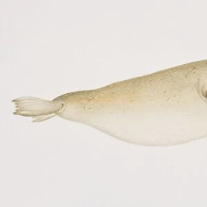 Bearded Seal (erignathus barbatus)