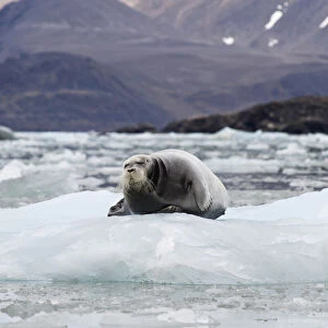 Bearded Seal -Erignathus barbatus- on Fjortende Julibreen, Fjortende Julibukta, Spitsbergen Island, Svalbard Archipelago, Svalbard and Jan Mayen, Norway