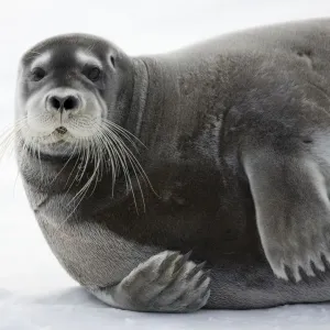 Bearded Seal on Iceberg Print Bearded Seal on Iceberg Print