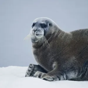 Bearded Seal, Nordaustlandet, Svalbard, Norway Bearded Seal, Nordaustlandet, Svalbard, Norway