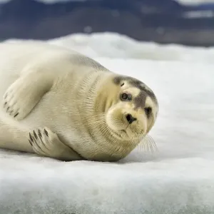 Bearded Seal, Svalbard, Norway Bearded Seal, Svalbard, Norway