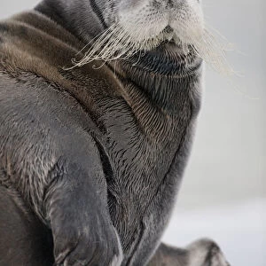 Bearded Seal, Svalbard, Norway