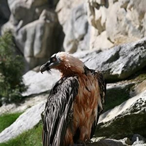 Bearded Vulture (Gypaetus barbatus), Alpine Zoo Innsbruck, Tyrol, Austria, Europe