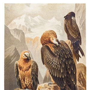 Bearded vulture illustration 1882