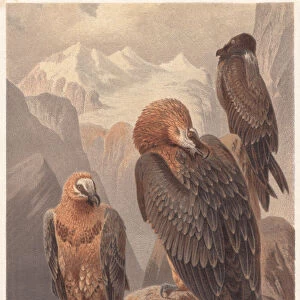 Bearded vultures (Gypaetus barbatus), lithograph, published in 1882