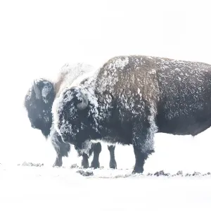 Bearing the cold Bearing the cold