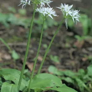 Wild Garlic Print by Hans Lang Nature Photography