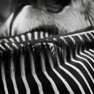 Beautiful Art of Grevy's Zebra Stripes and Manes at Samburu National Park Beautiful Art of Grevy's Zebra Stripes and Manes at Samburu National Park
