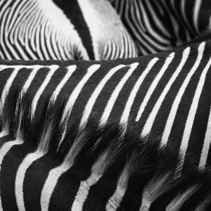 Beautiful Art of Grevy's Zebra Stripes and Manes at Samburu National Park Beautiful Art of Grevy's Zebra Stripes and Manes at Samburu National Park