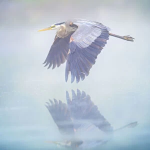 Beautiful Blue Misty Pastel Colors and Great Blue Heron in Flight in Pennsylvania
