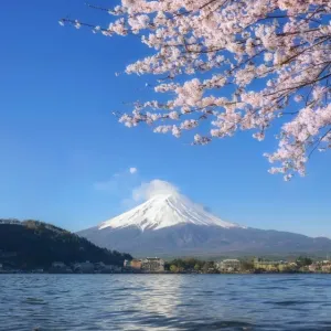 Cherry Blossoms at Lake Kawaguchi Print