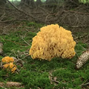 Ramaria formosa Print, Allgaeu, Bavaria Ramaria formosa Print, Allgaeu, Bavaria