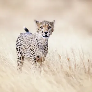 Beautiful Close Up of Cheetah Walking Through Golden Grass in Kenya