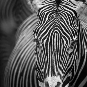 Beautiful Close Up of Grevy's Zebra Looking at Camera Beautiful Close Up of Grevy's Zebra Looking at Camera