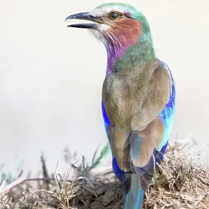 Beautiful Close Up Portrait of Lilac Breasted Roller at Lake Nakuru