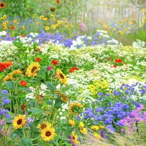 Beautiful, colourful flowers in an English cottage summer garden with sunflowers, Zinnia and grasses in soft sunshine