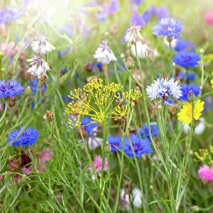 Beautiful and colourful flowers in a wildflower meadow in the soft summer sunshine