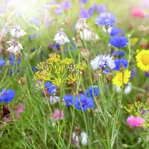 Beautiful and colourful flowers in a wildflower meadow in the soft summer sunshine Beautiful and colourful flowers in a wildflower meadow in the soft summer sunshine