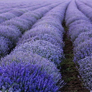 Beautiful and colourful lavander field
