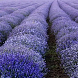 Beautiful and colourful lavander field Beautiful and colourful lavander field