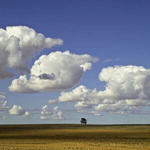 Beautiful cumulus clouds and lone tree, Australia