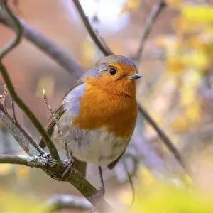 Autumn Robin Red Breast Print Autumn Robin Red Breast Print