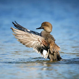Beautiful Gadwall Duck Lifting His Wings Against Blue Water