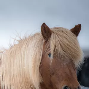 Beautiful icelandic horse