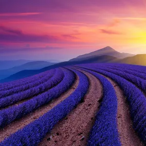 beautiful Lavender field beautiful Lavender field
