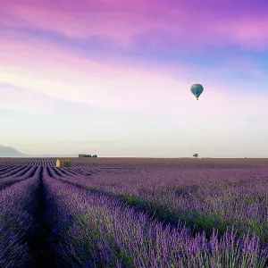 Beautiful morning behind the hills and shines on the endless fields of aromatic lavender field summer sunset landscape with balloon near Valensole, Provence, France Beautiful morning behind the hills and shines on the endless fields of aromatic lavender field summer sunset landscape with balloon near Valensole, Provence, France