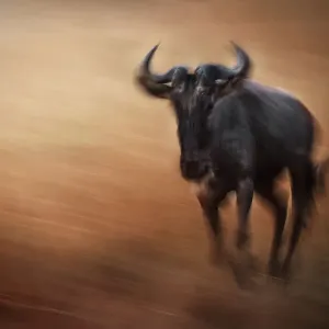 Beautiful motion blur of Wildebeest coming toward camera in Maasai Mara, Kenya