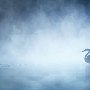 Beautiful Mysterious Great Blue Heron on Blue Misty Morning on Pond in Pennsylvania