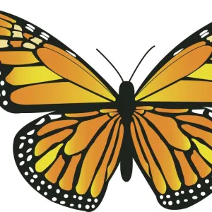 Beautiful Orange Monarch Butterfly