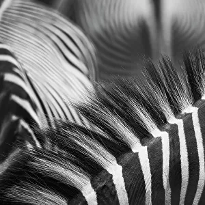 Beautiful Pattern of Zebra Stripes and Manes in Black and White