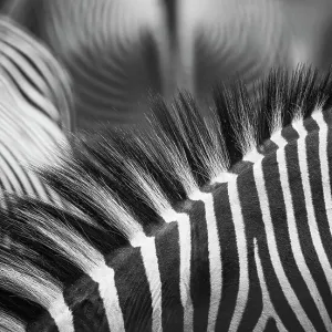 Beautiful Pattern of Zebra Stripes and Manes in Black and White Beautiful Pattern of Zebra Stripes and Manes in Black and White