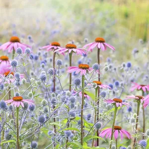 Fiorellini di Echinacea purpurea rosa pallido piantati con fiori di Sea Holly blu nella soffice luce estiva del sole.