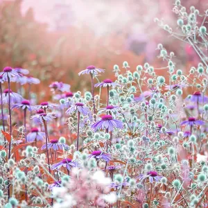 Beautiful pink Echinacea purpurea toned coneflowers planted with blue Sea Holly flowers in soft summer sunshine Beautiful pink Echinacea purpurea toned coneflowers planted with blue Sea Holly flowers in soft summer sunshine