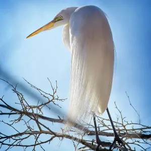 Beautiful Portrait of a Great Egret Against Blue Sky