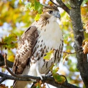 Red-Tailed Hawk Print: Perched in Late Fall Tree Red-Tailed Hawk Print: Perched in Late Fall Tree
