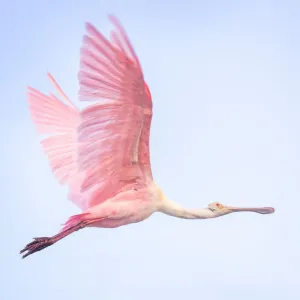 Beautiful Roseate Spoonbill Print in Flight Beautiful Roseate Spoonbill Print in Flight