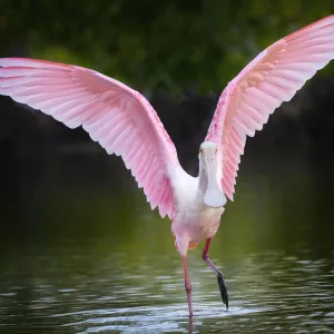 Beautiful Roseate Spoonbill with Wings Lifted at Fort Myers Beach, Florida