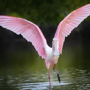 Beautiful Roseate Spoonbill Print Beautiful Roseate Spoonbill Print