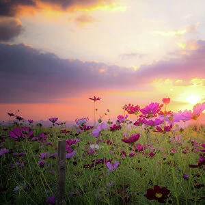 Beautiful rural landscape with sunrise and open meadow Yellow flowers bloom in the spring fields. Wild flowers blooming in the sunset Summer scene view