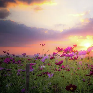 Beautiful rural landscape with sunrise and open meadow Yellow flowers bloom in the spring fields. Wild flowers blooming in the sunset Summer scene view