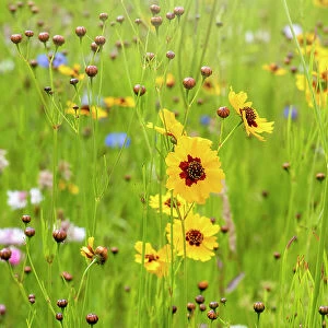 Beautiful summer Coreopsis flowers in a wildflower meadow also known as Tickseed