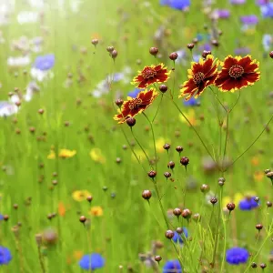 Beautiful summer Coreopsis flowers in a wildflower meadow also known as Tickseed Beautiful summer Coreopsis flowers in a wildflower meadow also known as Tickseed
