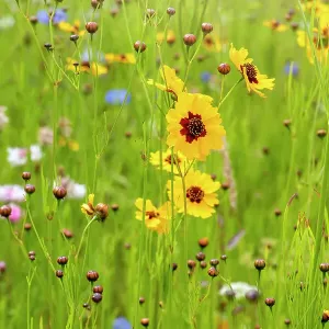 Beautiful summer Coreopsis flowers in a wildflower meadow also known as Tickseed Beautiful summer Coreopsis flowers in a wildflower meadow also known as Tickseed