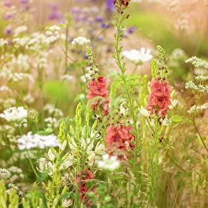 Beautiful summer flowers in hazy sunshine including Verbascum and Queen Anne's lace