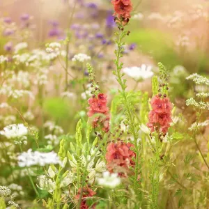 Beautiful summer flowers in hazy sunshine including Verbascum and Queen Anne's lace Beautiful summer flowers in hazy sunshine including Verbascum and Queen Anne's lace